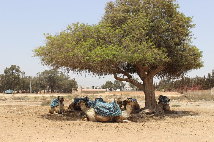 2 Hours Camel Ride In Agadir - Image 4