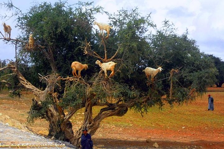 4 days & 3nights agadir to zagora desert marrakech and essaouira - Image 5