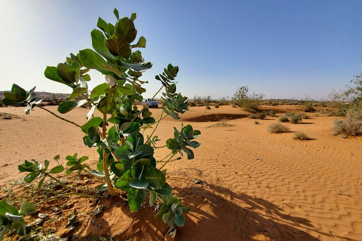 4*4 Sahara Desert Day Trip including Couscous & Tajine for Lunch - Image 4