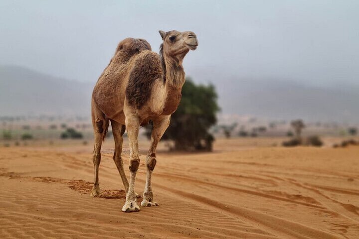 4*4 Sahara Desert Day Trip including Couscous & Tajine for Lunch - Image 1