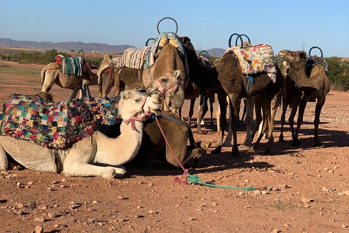 Agadir : 2-Hour Camel Ride Experience - Image 5