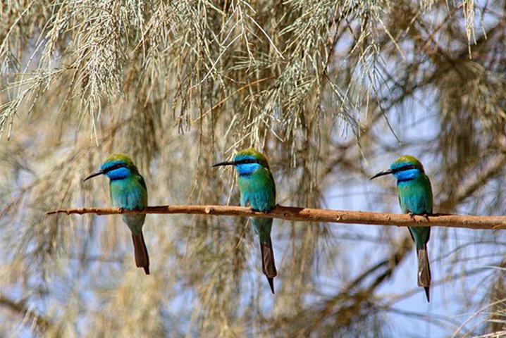 Agadir bird watching - Image 2