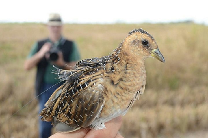 Agadir bird watching - Image 4
