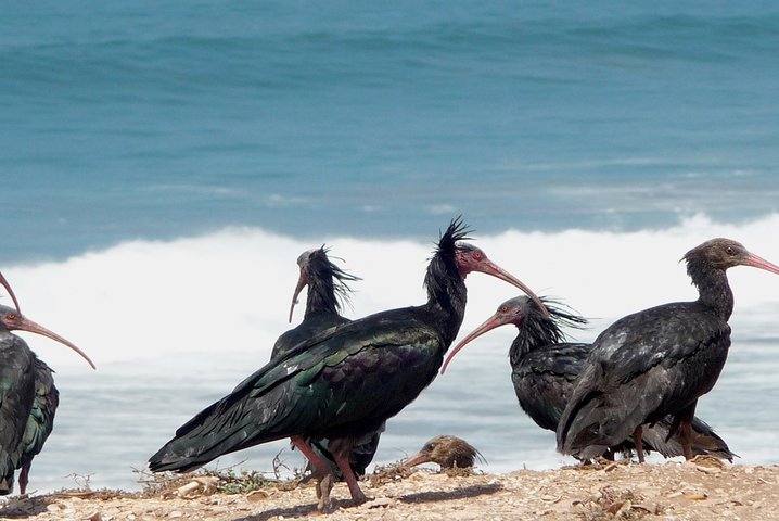 Agadir bird watching - Image 3