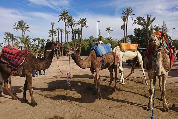 Agadir Camel ride  - Image 5
