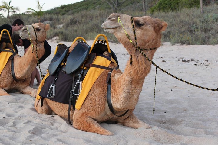 Agadir Camel ride  - Image 1