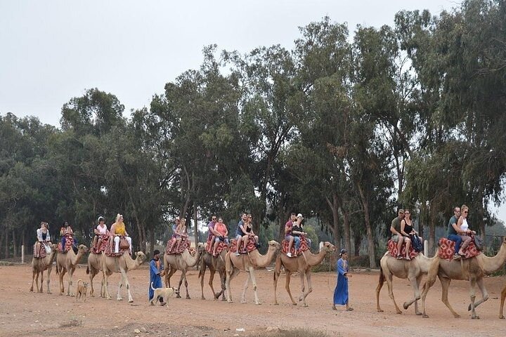 Agadir Camel Ride Experience  - Image 5