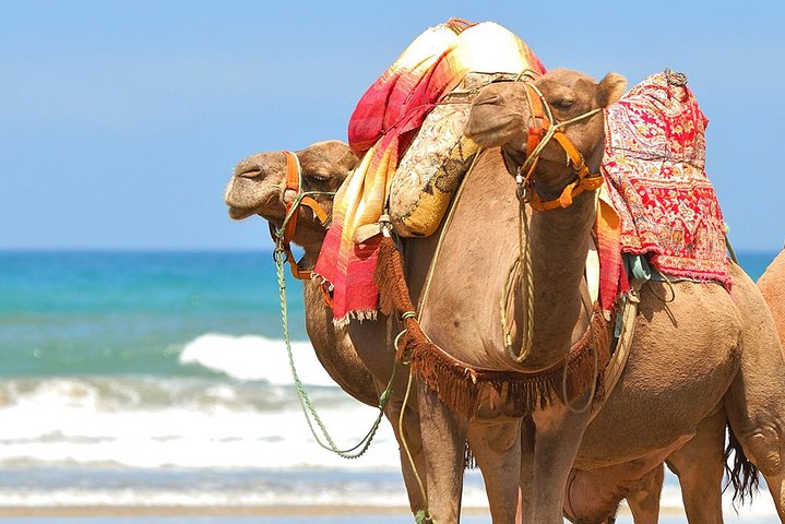 Agadir Camel ride  - Image 2