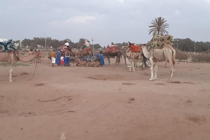 Agadir Camel Ride Flamingo River Sunset with Delicious Couscous & Barbecue - Image 3