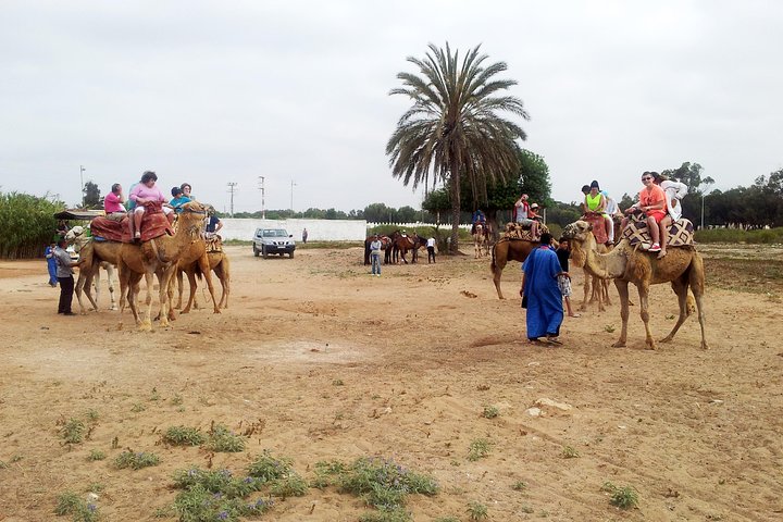 Agadir Camel Riding  - Image 5