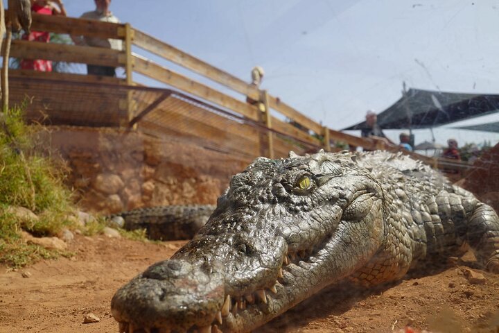  Agadir Crocodile Park Adventure - Image 5