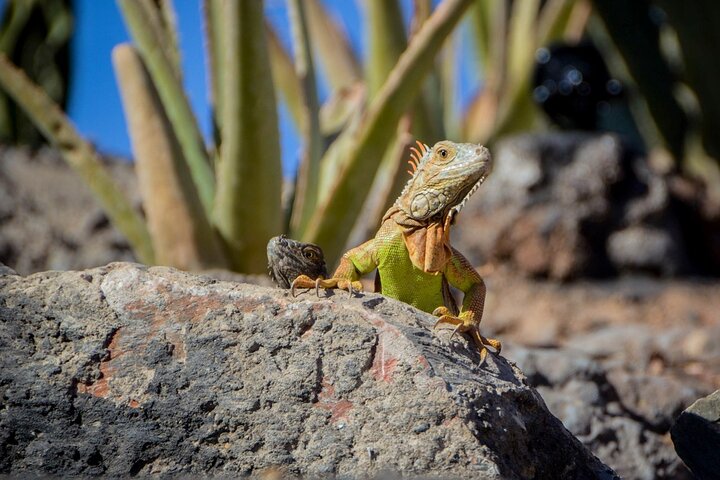  Agadir Crocodile Park Adventure - Image 3