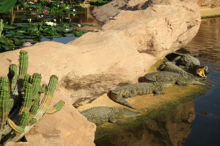 Agadir crocodile Park including transfer and tickets - Image 2