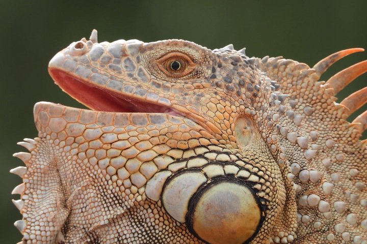 Agadir crocodile Park including transfer and tickets - Image 5