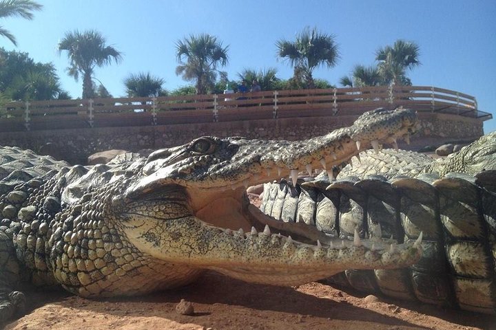 Agadir crocodile Park including transfer and tickets - Image 1