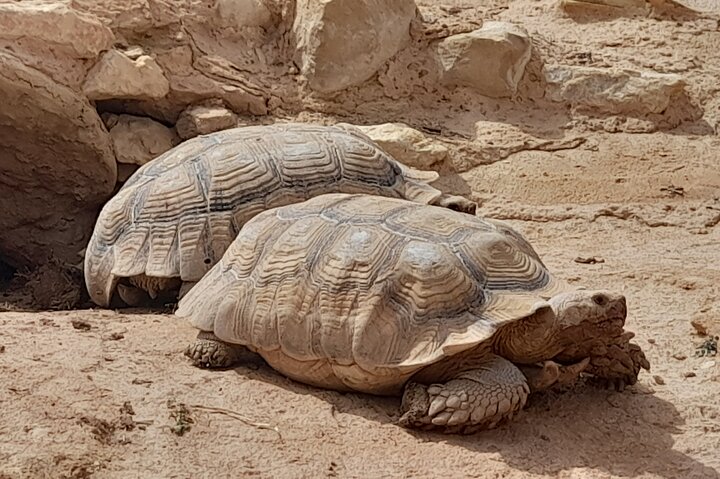 Agadir Crocoparc Tour with local guide - Image 3