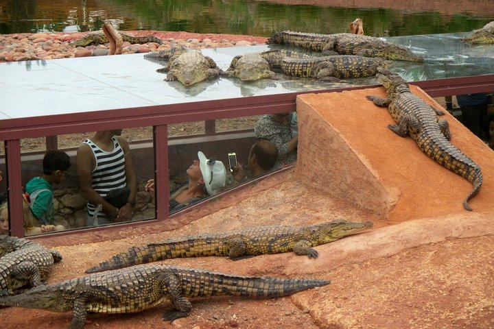 Agadir crocoparc & visite souk lhad agadir ticket included - Image 5