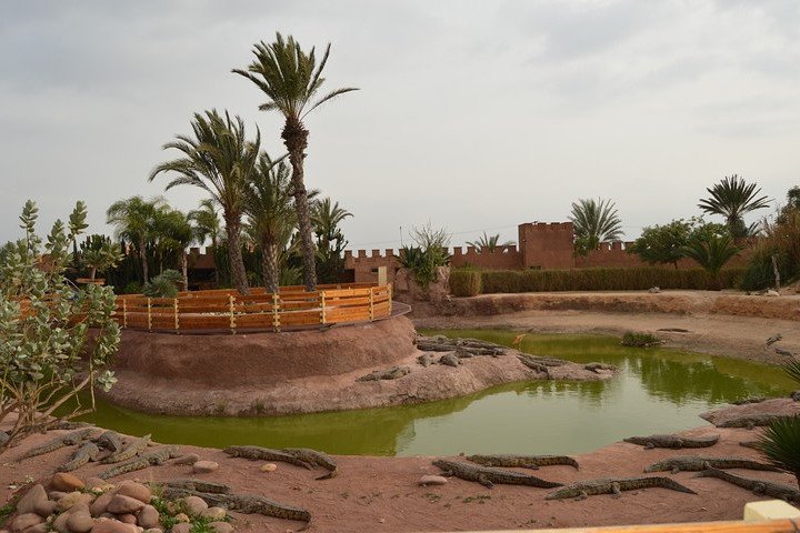 Agadir crocoparc & visite souk lhad agadir ticket included - Image 2