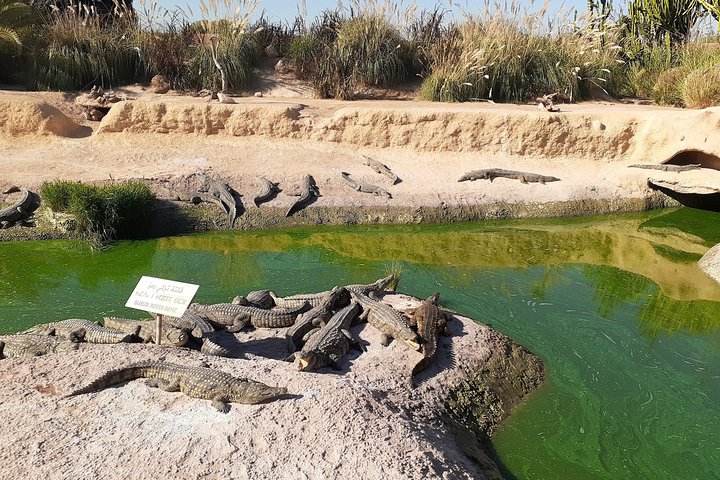 Agadir crocoparc & visite souk lhad agadir ticket included - Image 4
