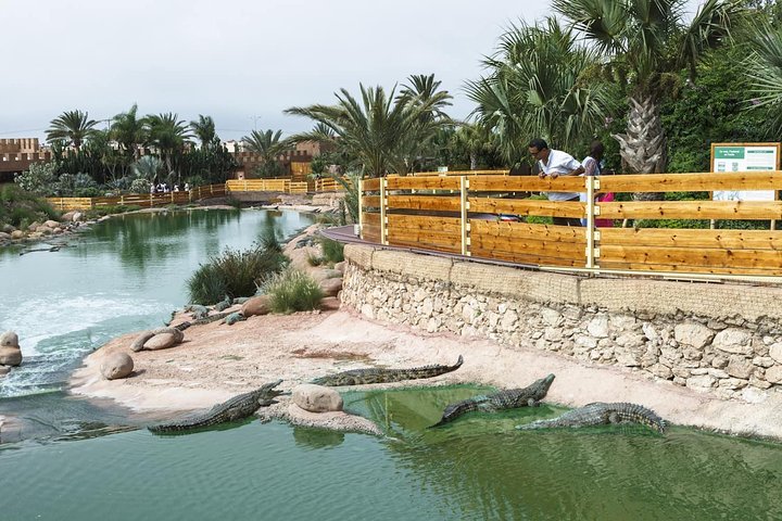 Agadir Magic Crocoparc Ticket & transfer included pick-up & drop-off - Image 3