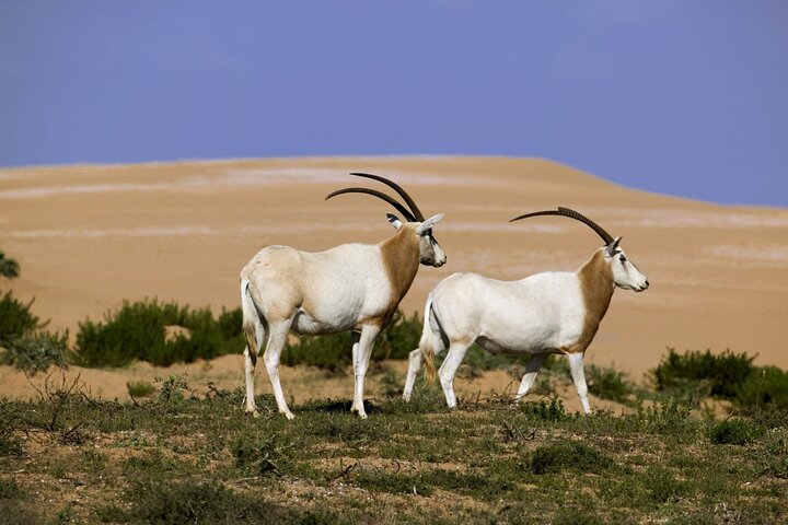 Agadir: Massa Park and Small Sahara Explore - Image 5