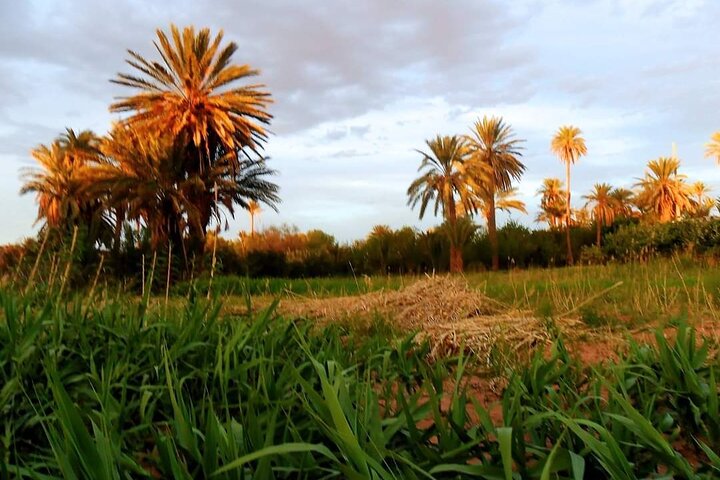 Ali Baba Oasis And The Old Medina Of Taroudant Private Day Tour  - Image 4