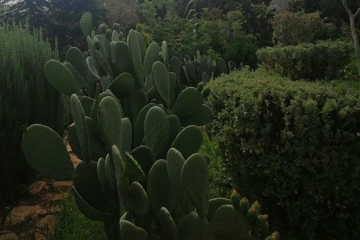 Best Trip : half day to Paradise Valley from Agadir - Image 3
