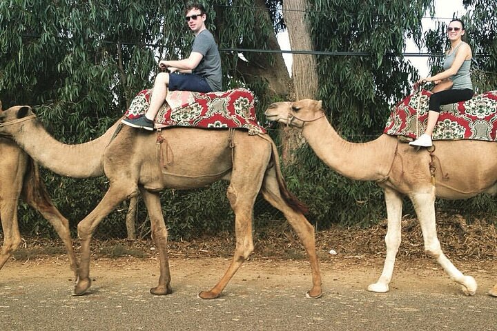 Camel ride - Image 4