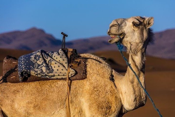 Camel Ride & Barbecue In Agadir  - Image 1