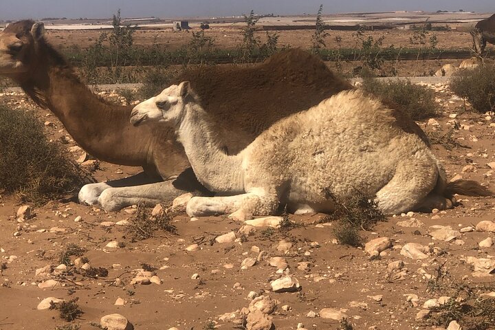 Camel Riding Agadir - Image 4
