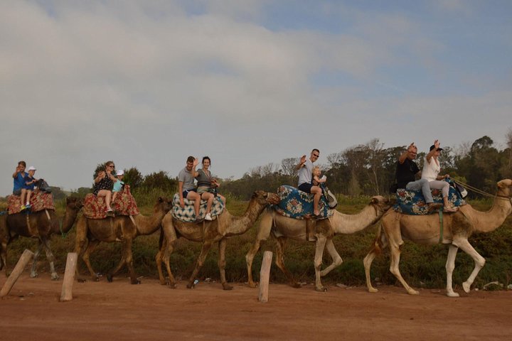 Camel riding in Agadir for Cruise ship Passengers - Image 3