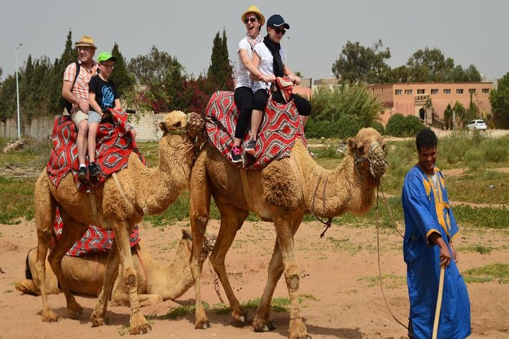 Camel riding in Agadir for Cruise ship Passengers - Image 2
