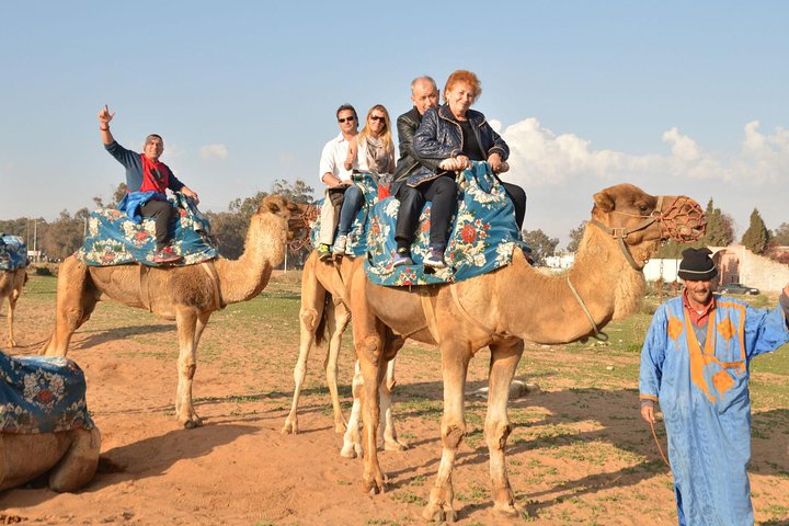 Camel riding in Agadir for Cruise ship Passengers - Image 4