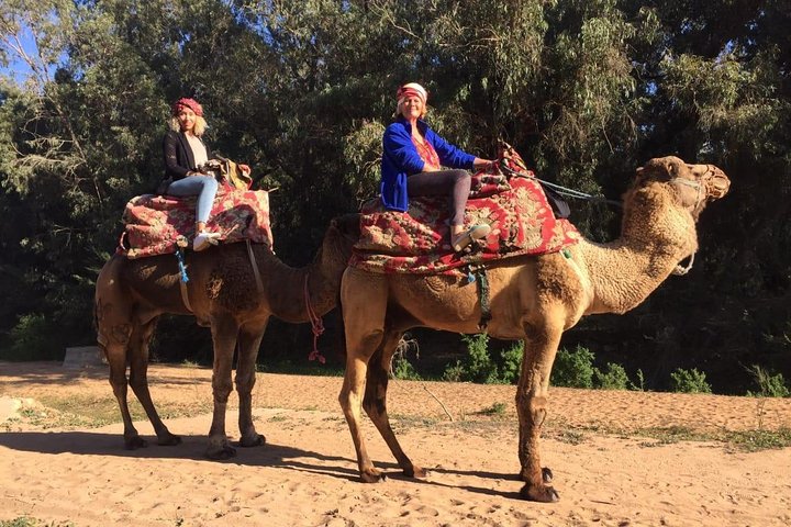 Camel Tour : 2 hours camel ride in Agadir - Image 1
