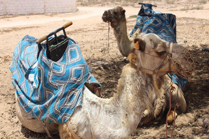 Camel Tour : 2 hours camel ride in Agadir - Image 3