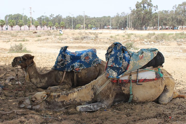 Camel Tour : 2 hours camel ride in Agadir - Image 5