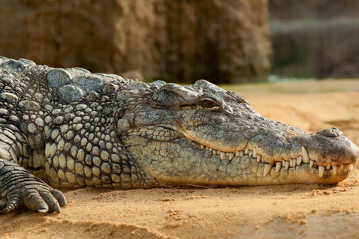 Crocoparc tour from Agadir & Taghazout + Tickets - Image 1