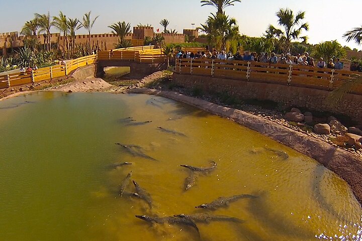 Crocoparc tour from Agadir & Taghazout + Tickets - Image 3