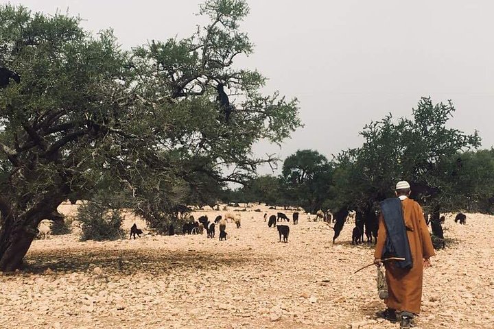  Day tours to Mini Sahara Desert + Massa Tiznit - Image 3