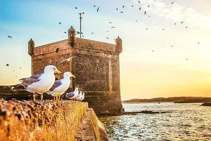  Day trip to Essaouira ( portugal city ) from agadir  - Image 1