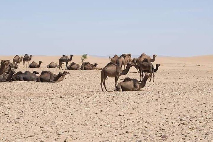 Day trip to Sahara Desert From Agadir  - Image 1
