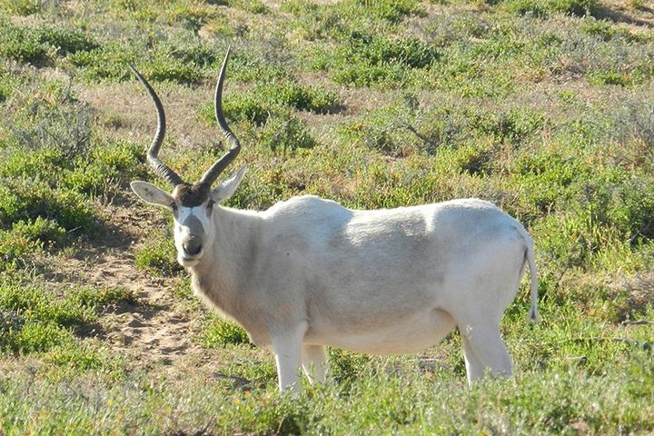 Discovery of the Souss Massa Animal Park - Image 1