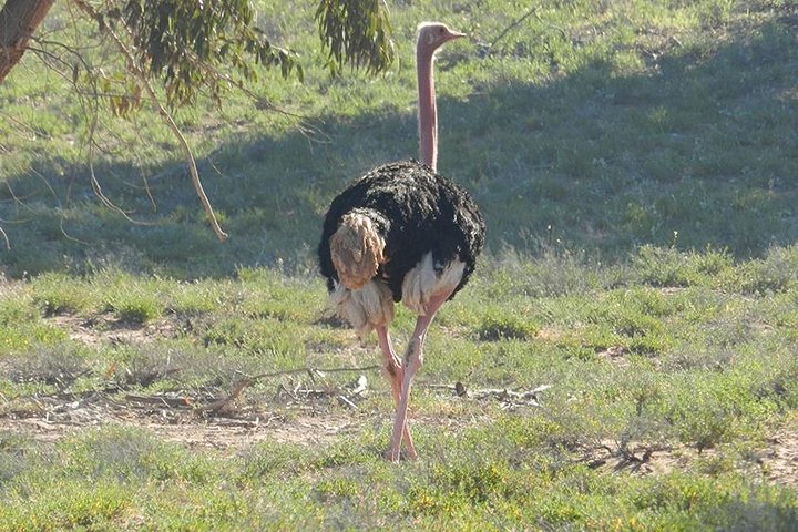 Discovery of the Souss Massa Animal Park - Image 2