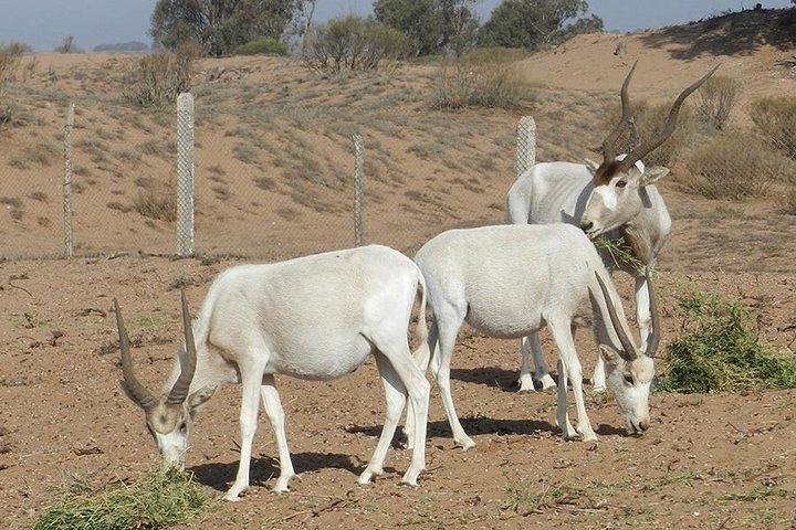Discovery of the Souss Massa Animal Park - Image 5