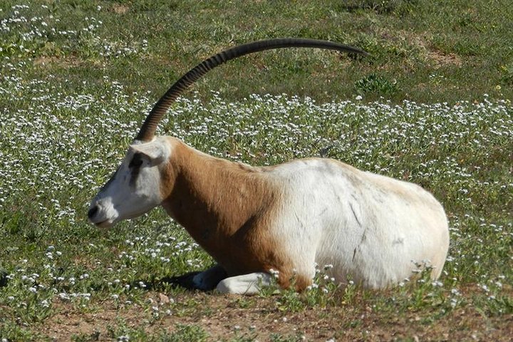 Discovery of the Souss Massa Animal Park - Image 3