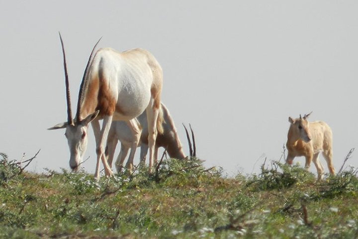 Discovery of the Souss Massa Animal Park - Image 4