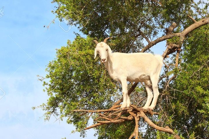 From Agadir: day trip to Eassaouira - Image 3