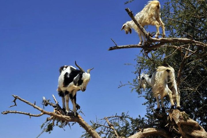 From Agadir: day trip to Eassaouira - Image 5