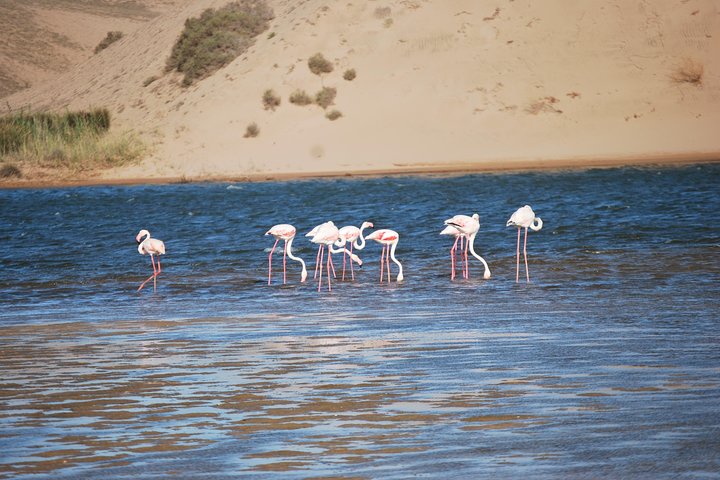 From Agadir Hotel or Port : Souss Massa Park National Excursion - Image 1