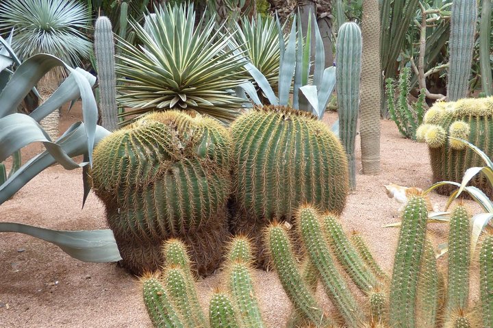 From Agadir: Marrakech Excursion Full-Day Trip - Image 4
